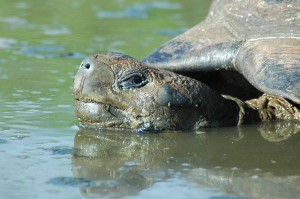 Giant Galapagos Tortoise